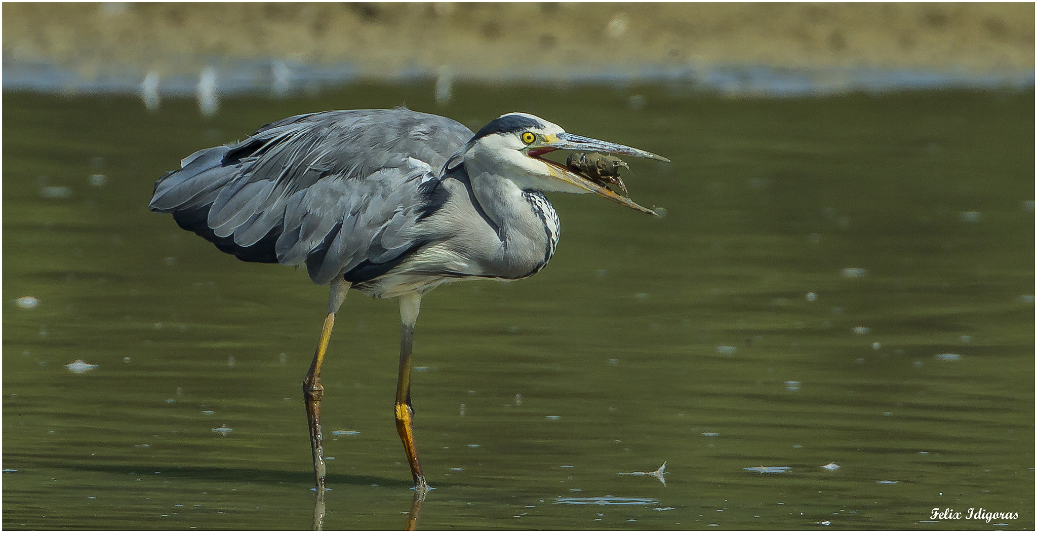 Canon EOS-1D X + Canon EF 500mm F4L IS USM sample photo. Cangrejo de aperitivo photography