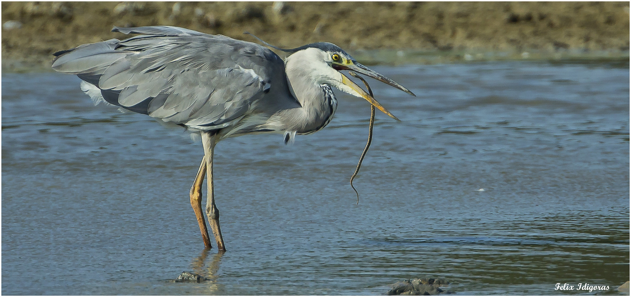 Canon EF 500mm F4L IS USM sample photo. Culebra de aperitivo photography