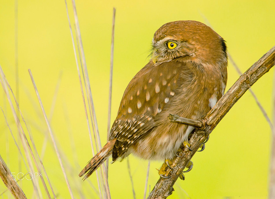 Sigma 50-500mm F4.5-6.3 DG OS HSM sample photo. Pigmy owl photography