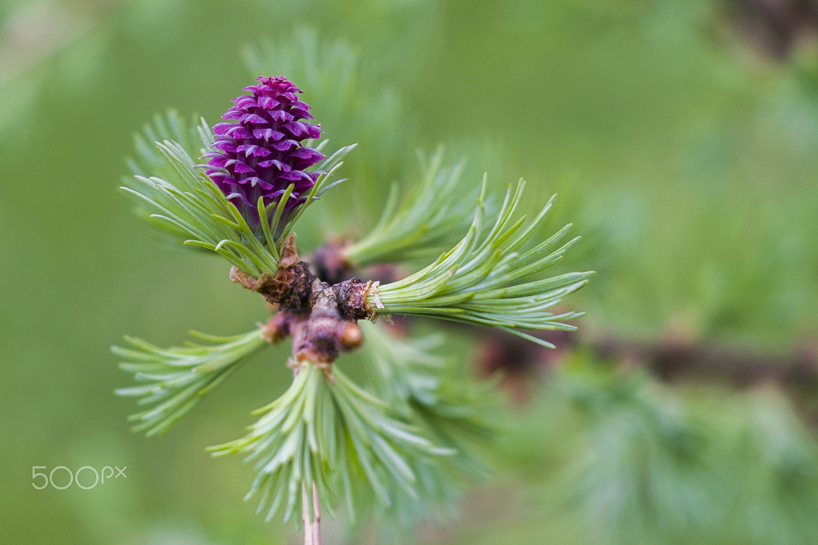 Pentax K-5 II sample photo. Nostalgia spring photography