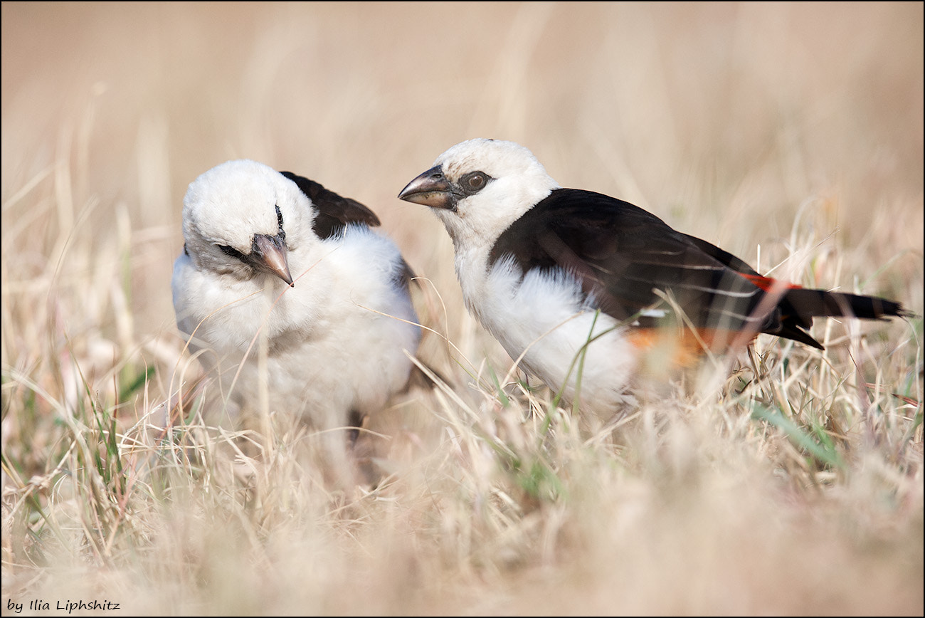 Canon EOS-1D Mark III + Canon EF 300mm F2.8L IS USM sample photo. White-headed buffalo weaver №2 photography