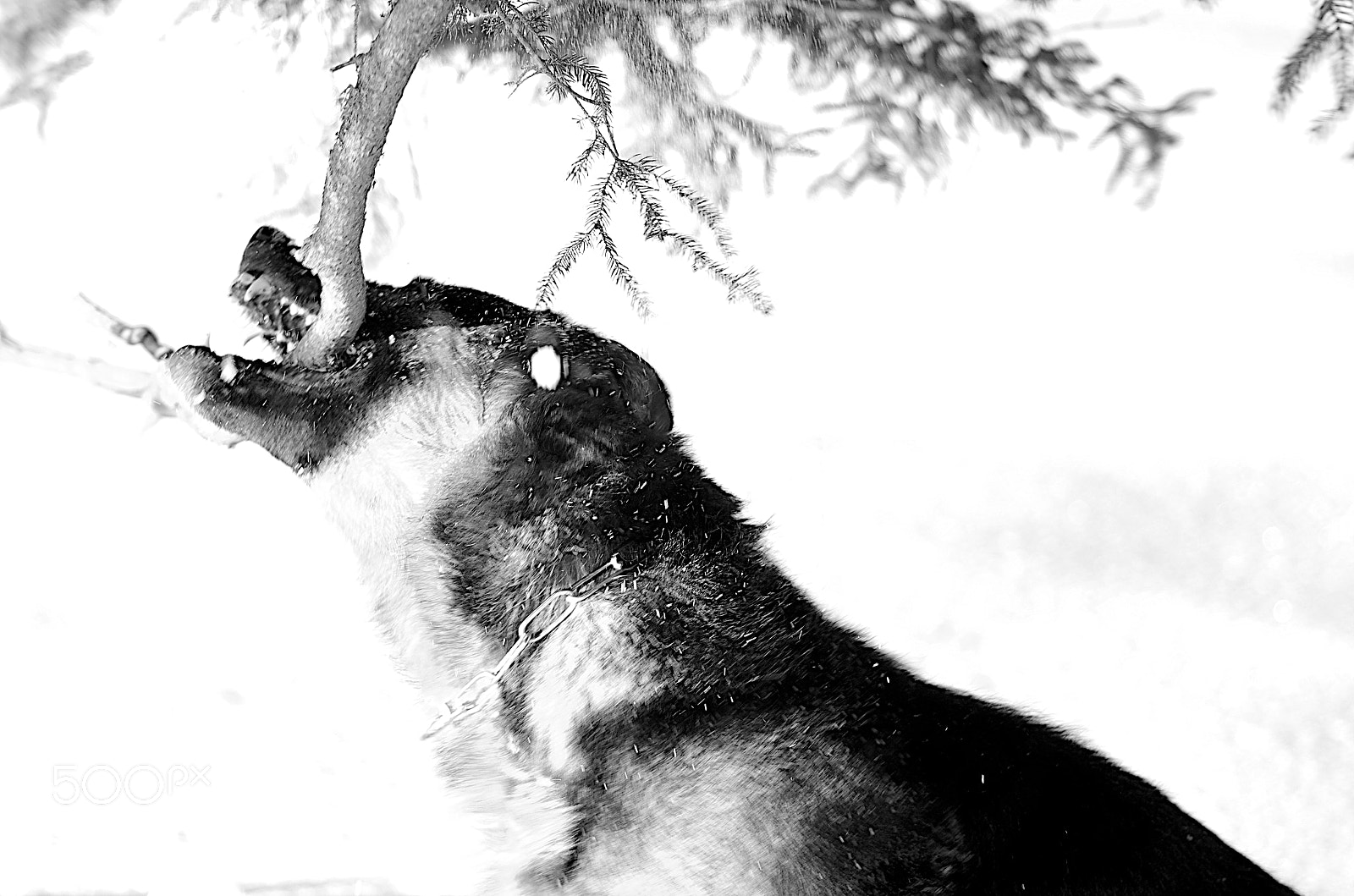 Pentax smc D-FA 100mm F2.8 Macro WR sample photo. Tree vs dog photography