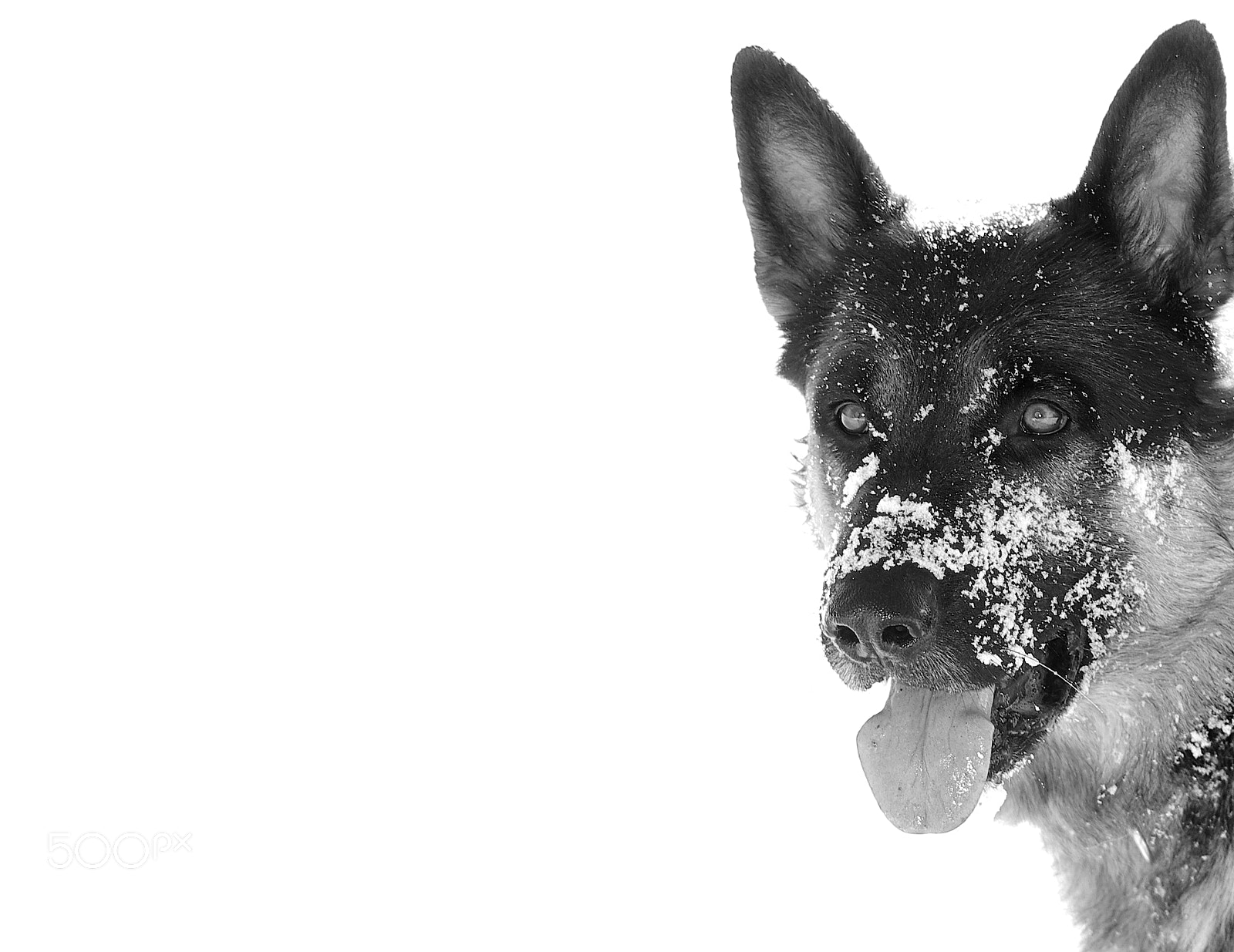 Pentax smc D-FA 100mm F2.8 Macro WR sample photo. Leo the vigilant dog photography