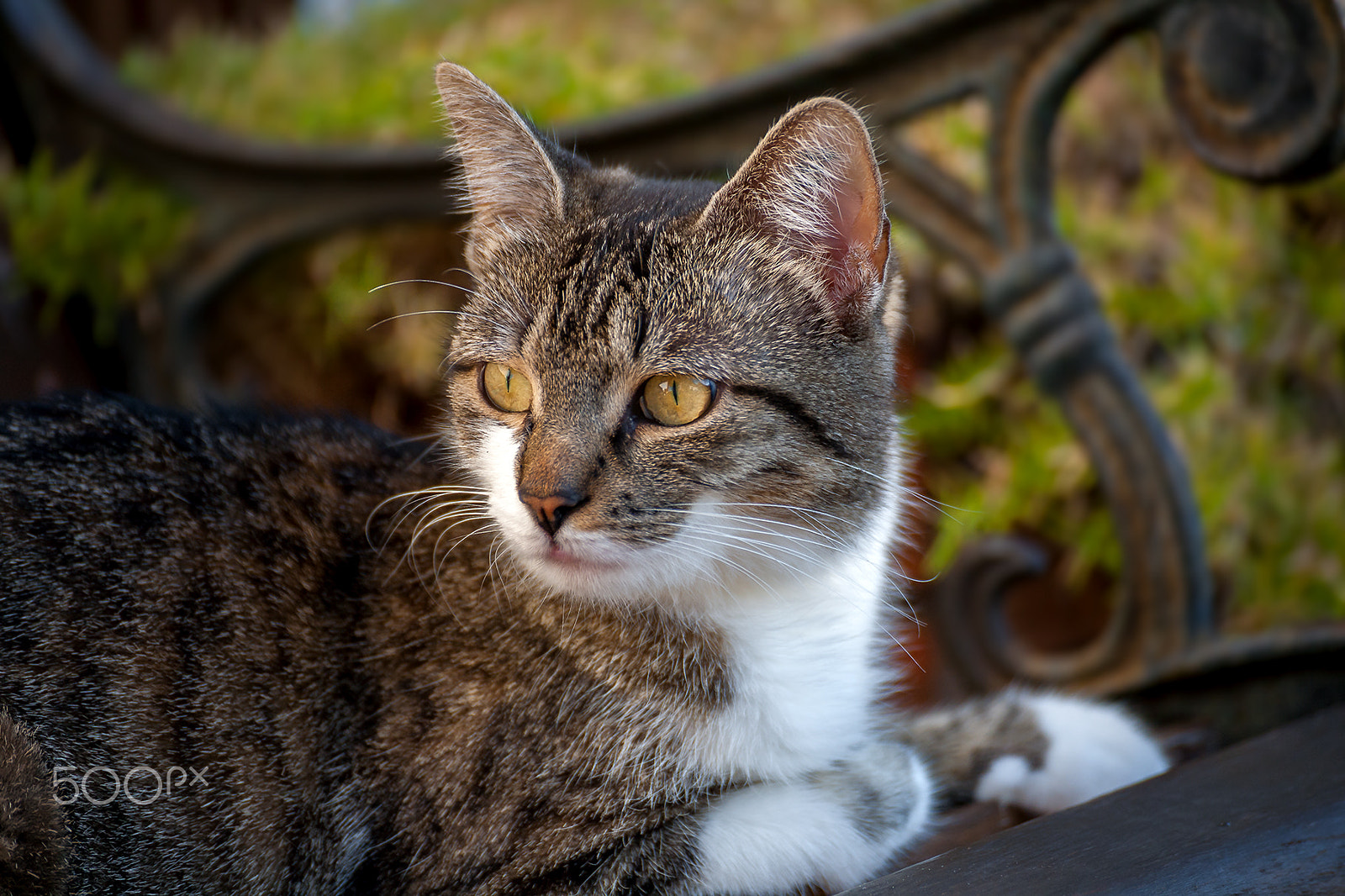Canon EOS 5D sample photo. Cat portrait mila photography