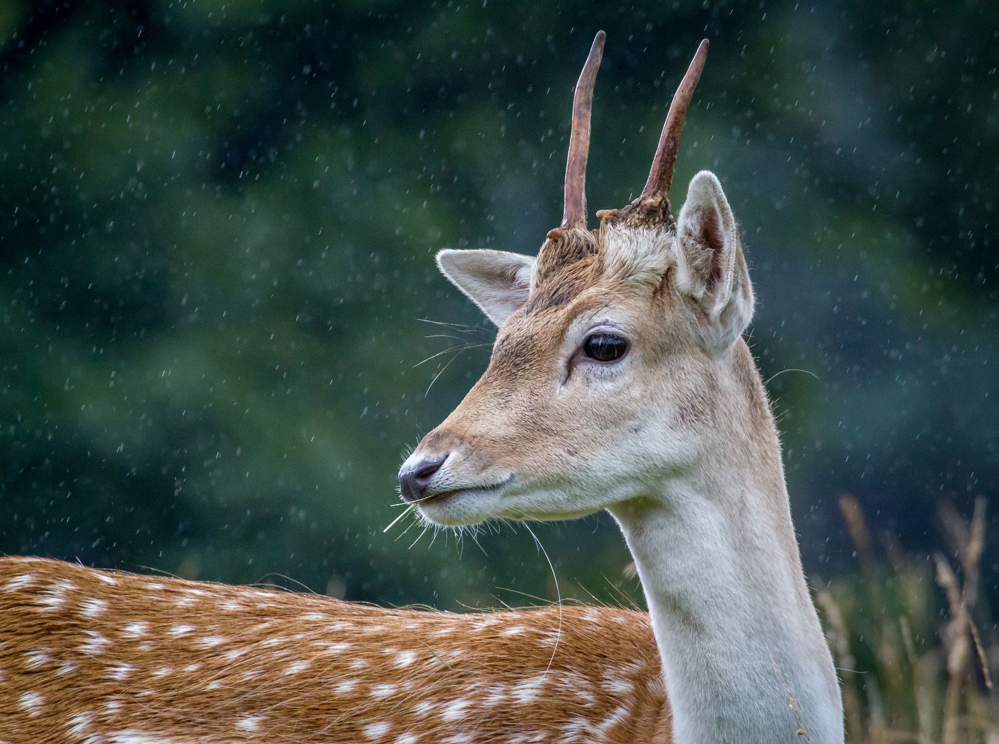 Canon EOS 550D (EOS Rebel T2i / EOS Kiss X4) sample photo. Drizzled deer photography