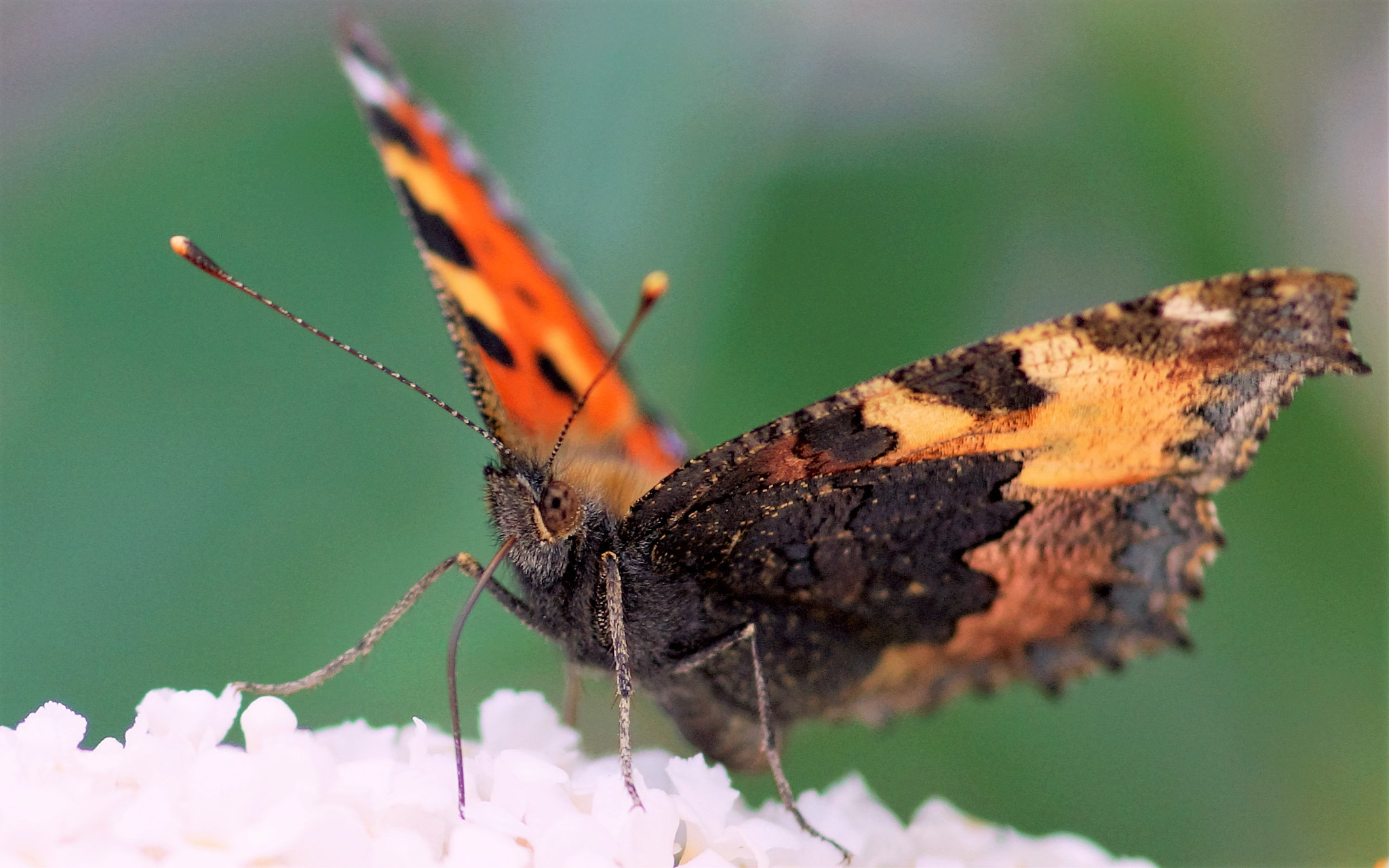 Sony SLT-A77 + Minolta AF 100mm F2.8 Macro [New] sample photo. (aglais urticae) photography
