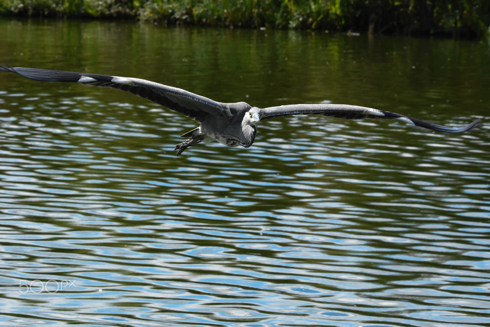 Tamron SP 150-600mm F5-6.3 Di VC USD sample photo. A grey heron, wings extended, front view photography