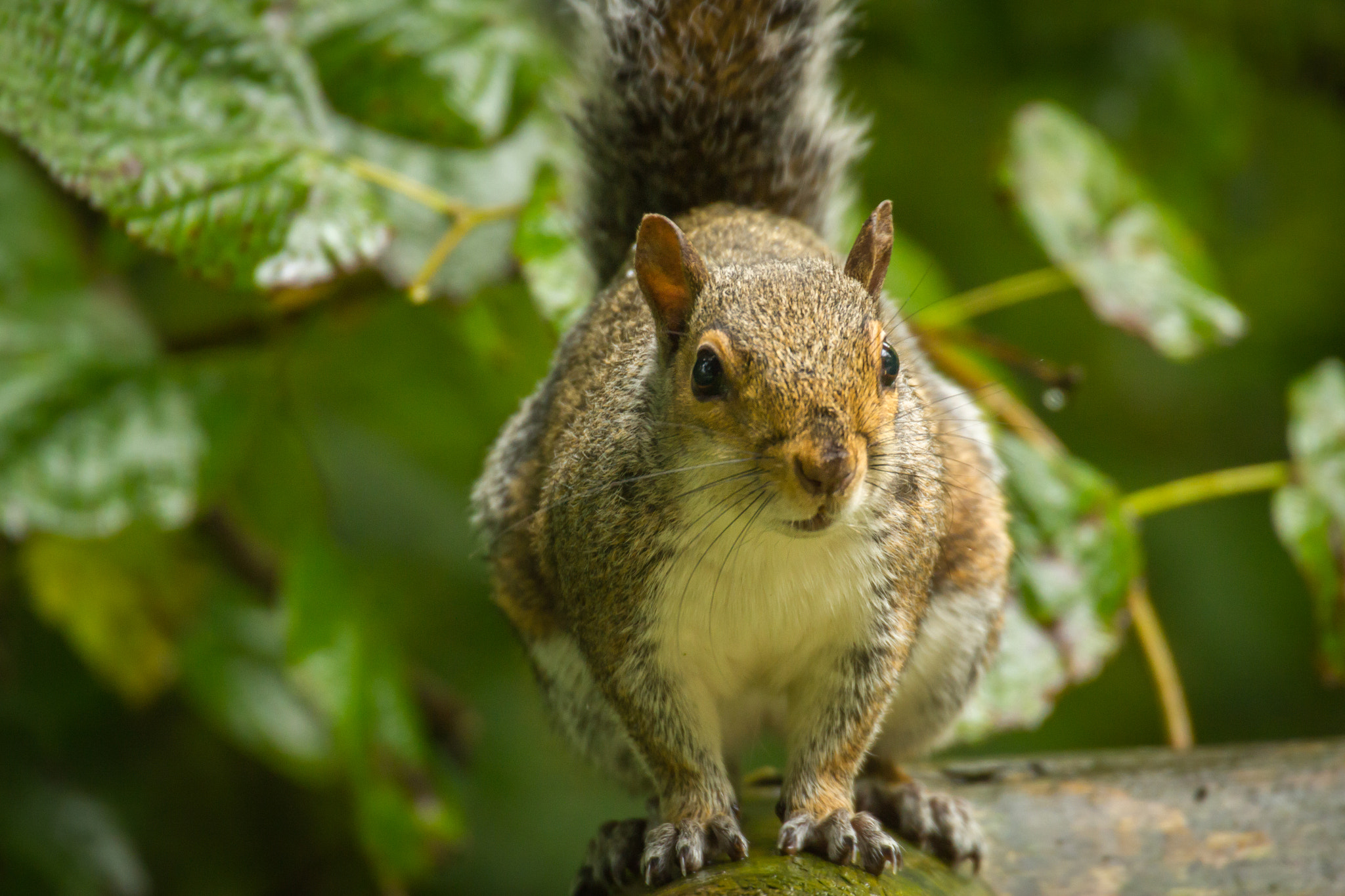 Canon EOS 550D (EOS Rebel T2i / EOS Kiss X4) sample photo. Squirrelling photography