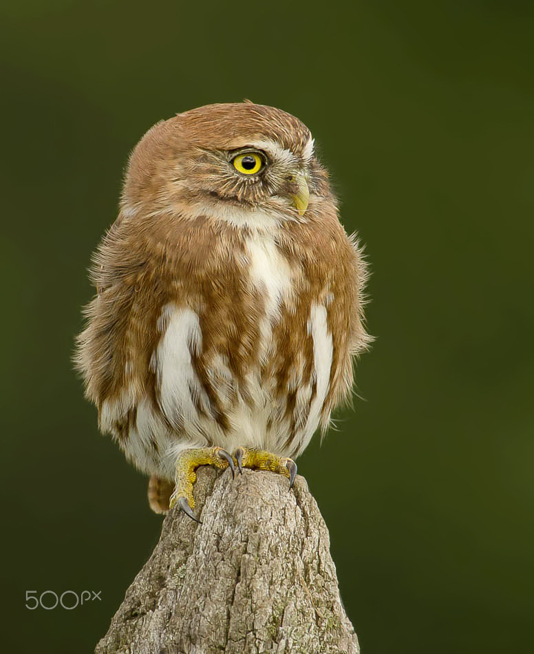 Sigma 50-500mm F4.5-6.3 DG OS HSM sample photo. Pigmy owl photography