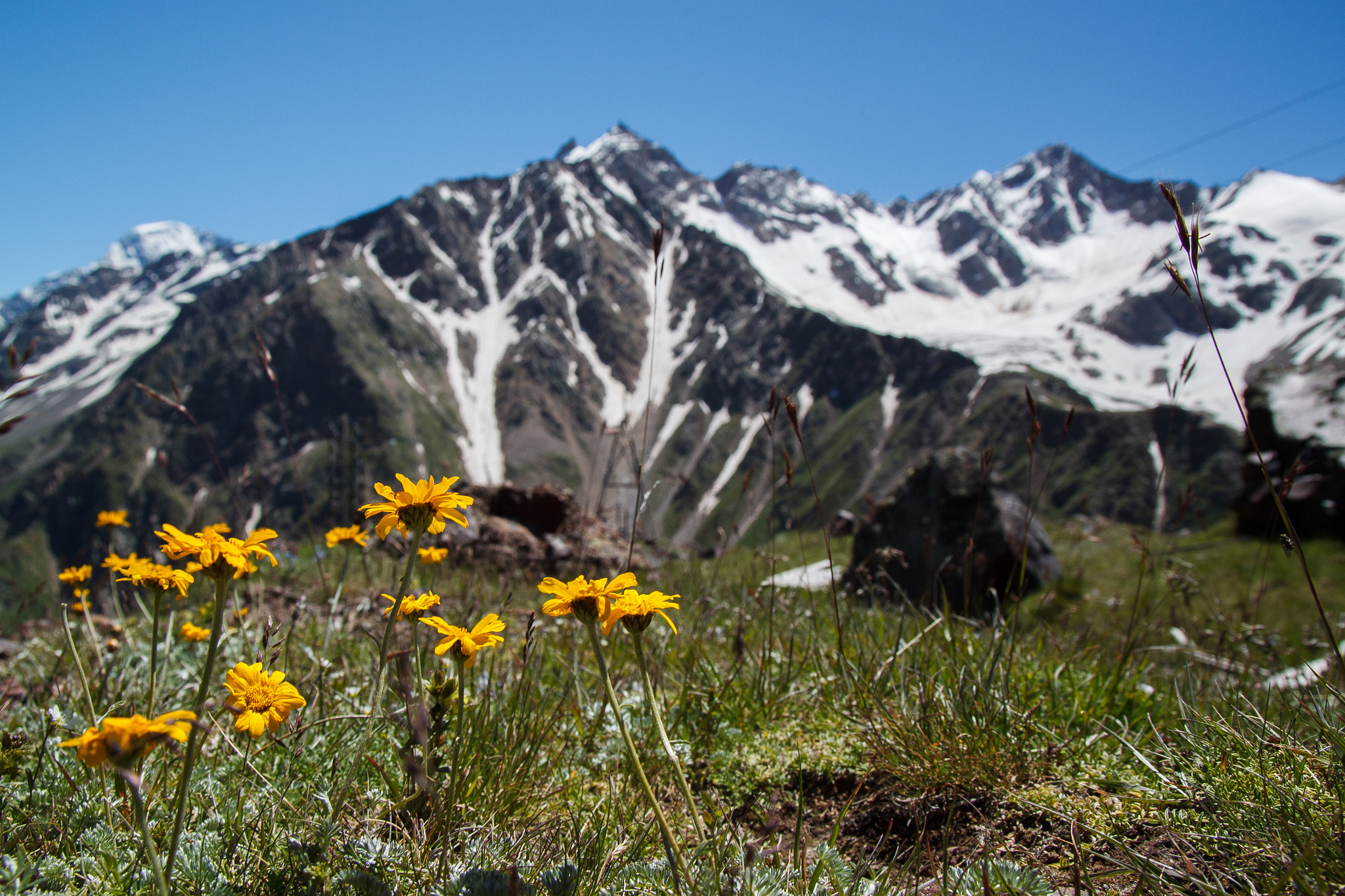 Canon EOS 500D (EOS Rebel T1i / EOS Kiss X3) sample photo. Flowers in mountains photography