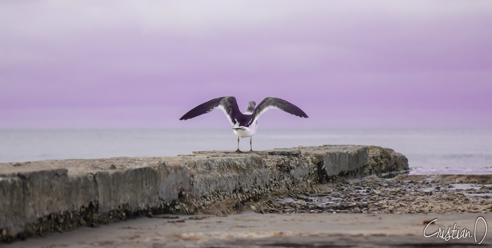 Canon EF 70-210mm f/3.5-4.5 USM sample photo. Gaviota photography