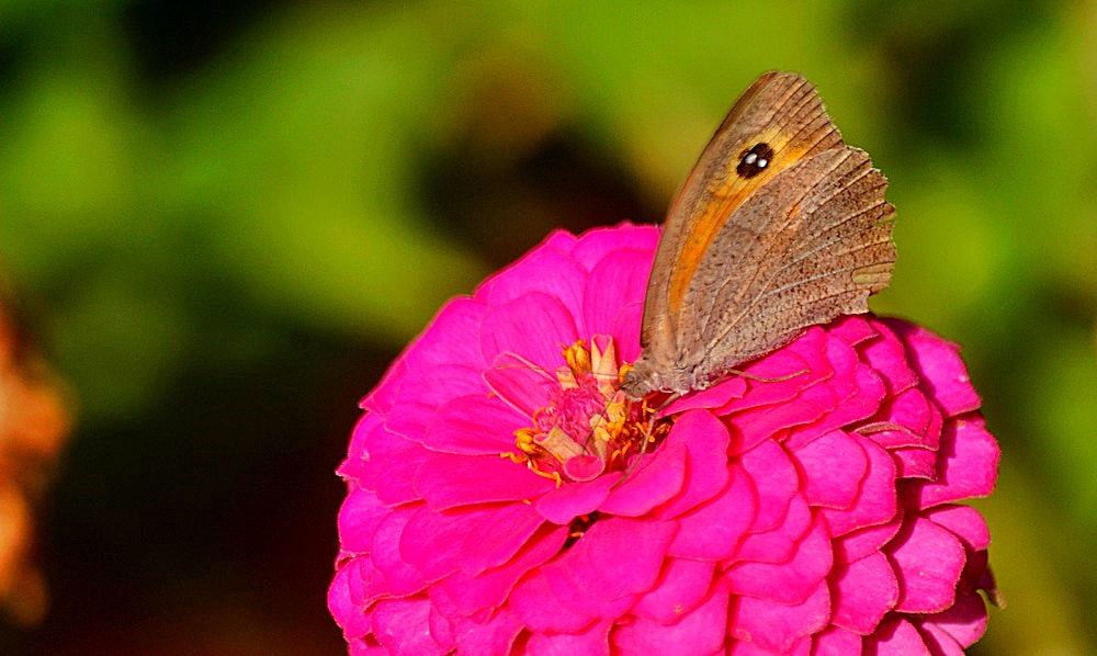 Nikon D7100 sample photo. Les papillons dans mon jardin photography