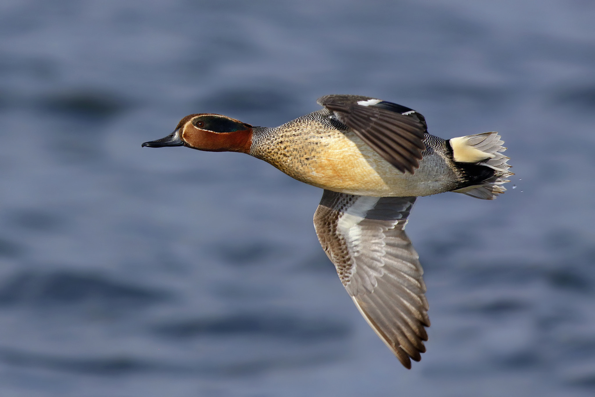 Canon EF 500mm f/4.5L sample photo. Teal in flight photography