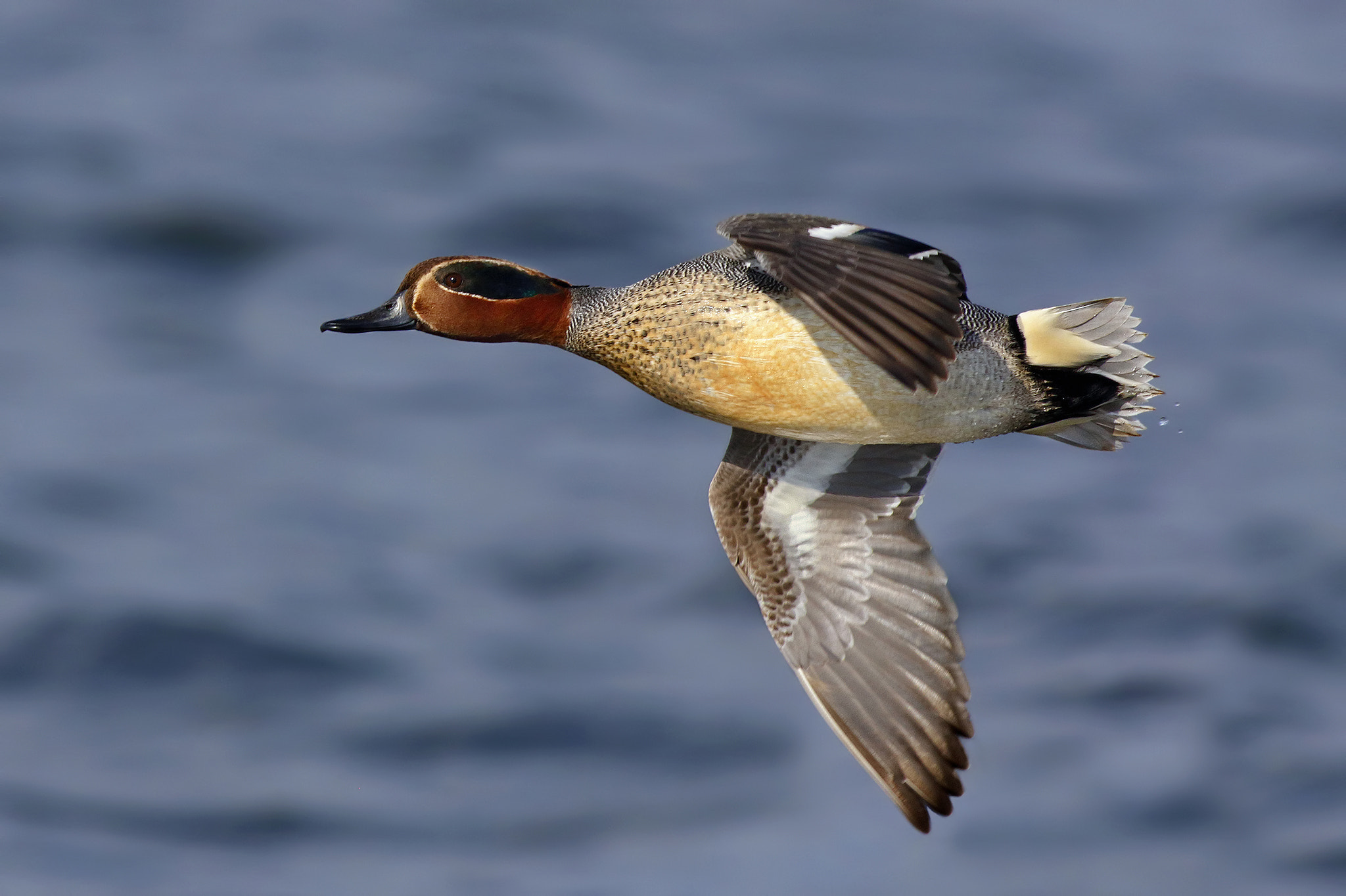 Canon EOS 7D Mark II + Canon EF 500mm f/4.5L sample photo. Teal in flight photography