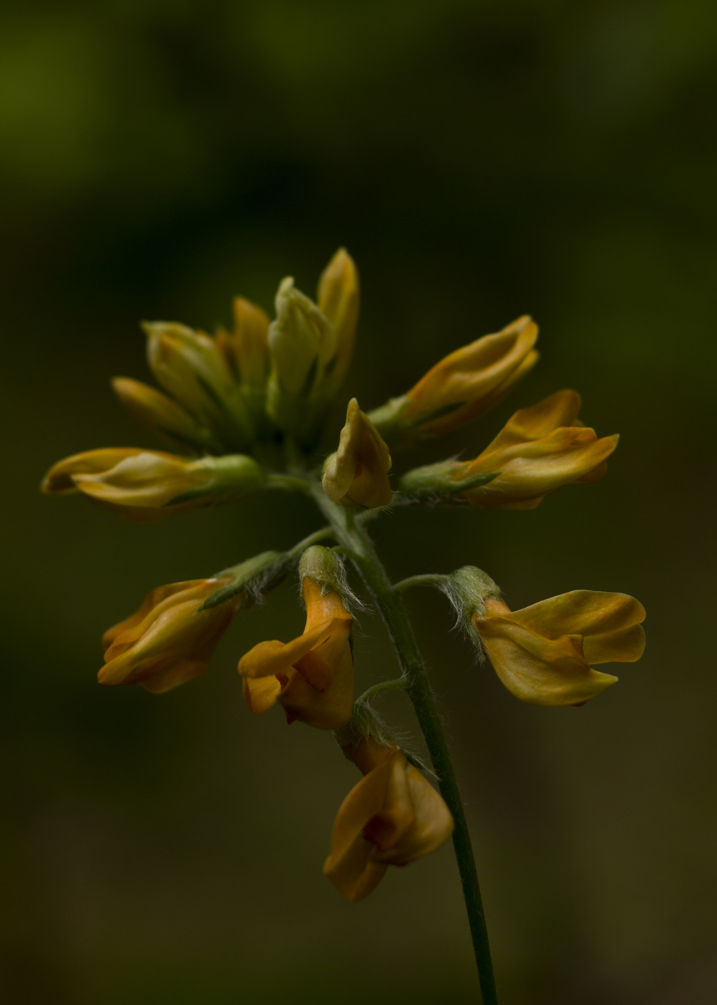Sigma 70-300mm F4-5.6 APO DG Macro sample photo. Img photography