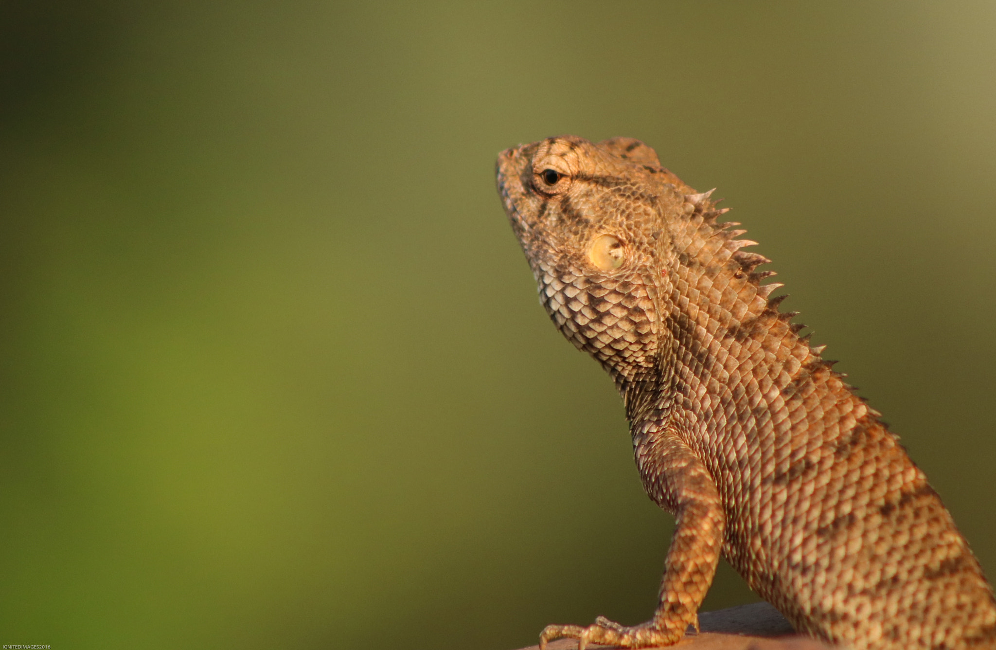 Canon EOS 750D (EOS Rebel T6i / EOS Kiss X8i) + EF75-300mm f/4-5.6 sample photo. Garden lizard photography