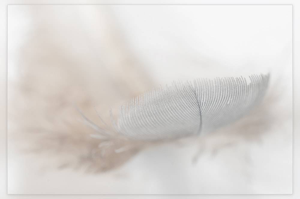 Nikon D300 + Sigma 150mm F2.8 EX DG OS Macro HSM sample photo. Feather photography