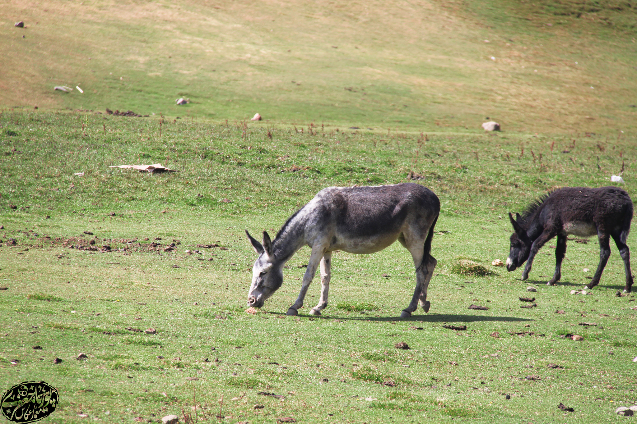 Canon EOS 500D (EOS Rebel T1i / EOS Kiss X3) + Canon EF-S 18-200mm F3.5-5.6 IS sample photo. Donkeys photography