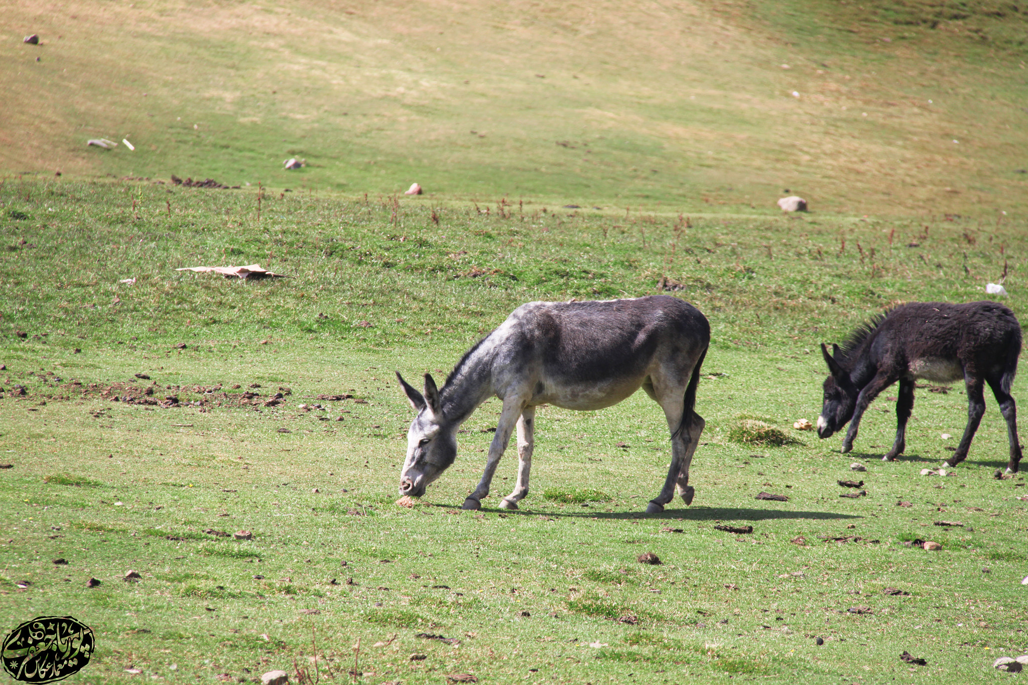 Canon EOS 500D (EOS Rebel T1i / EOS Kiss X3) sample photo. Donkeys photography