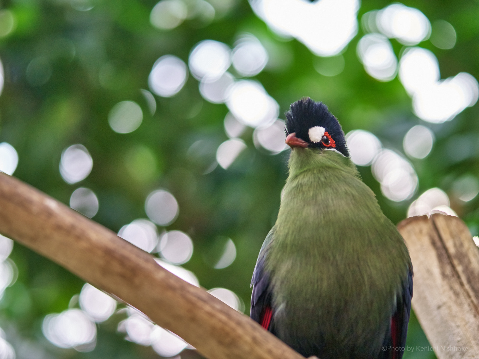 Pentax 645D sample photo. Turaco photography