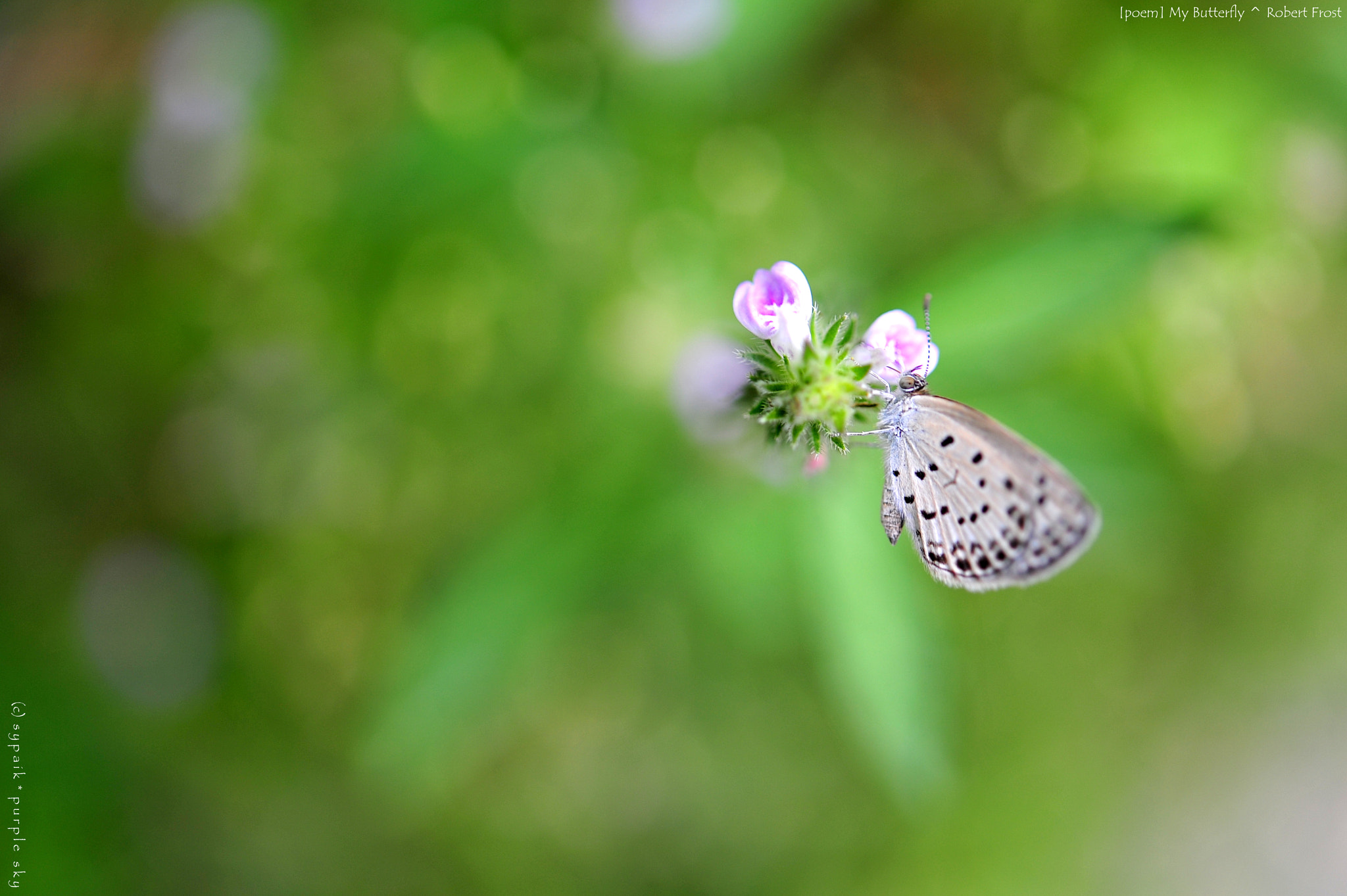 Nikon AF-S Micro-Nikkor 60mm F2.8G ED sample photo. My butterfly iii photography