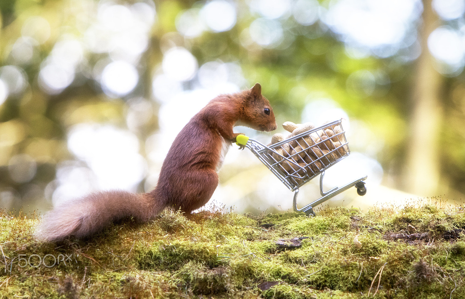 Canon EF 70-200mm F2.8L IS USM sample photo. Nuts about shopping photography