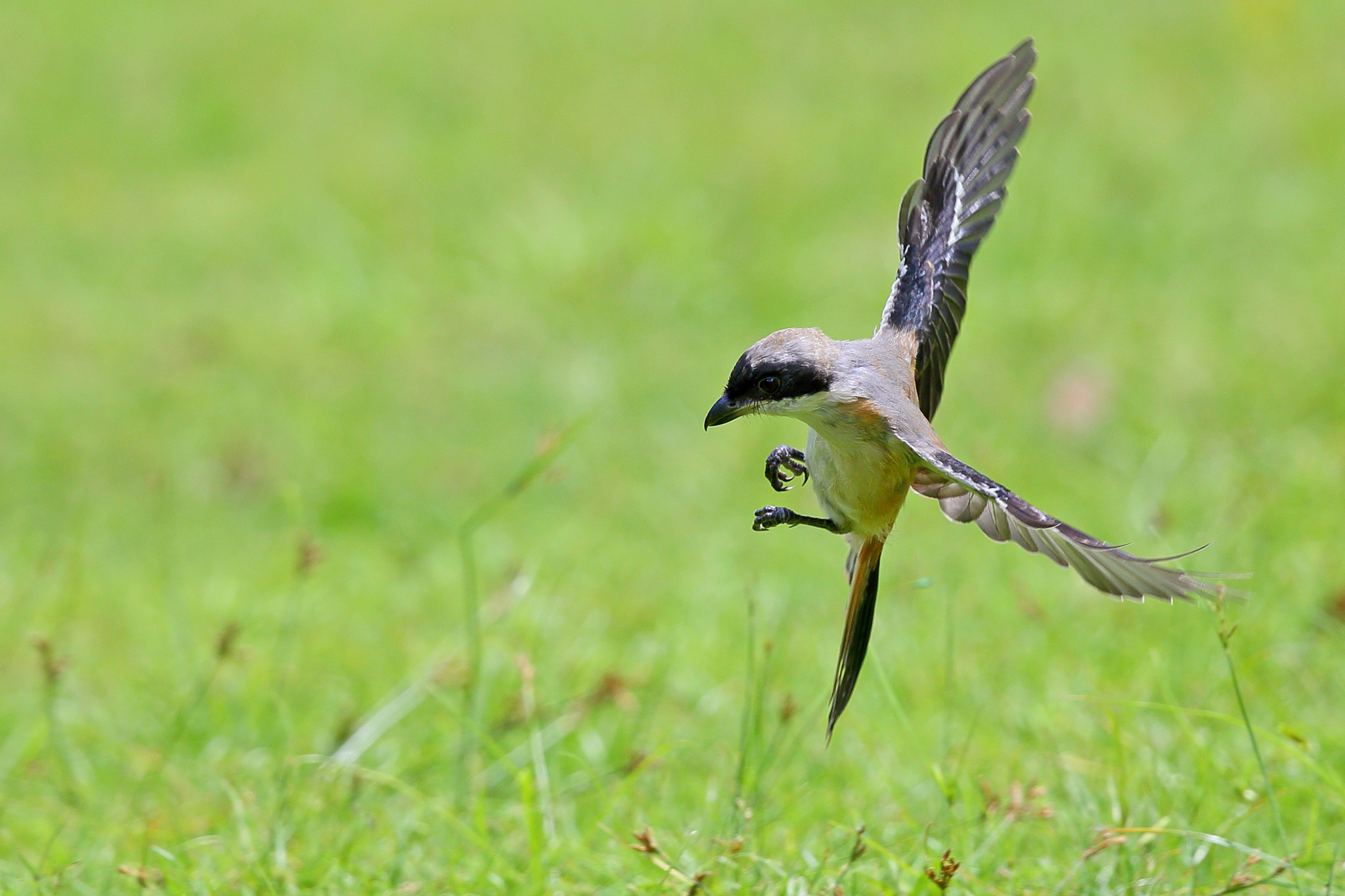 Canon EF 300mm F2.8L IS II USM sample photo. Shrike photography