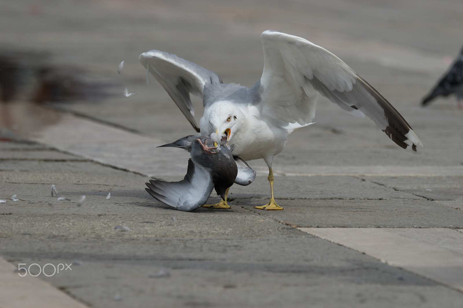 Sony a99 II + Sony 70-400mm F4-5.6 G SSM II sample photo. Möwenattacke photography