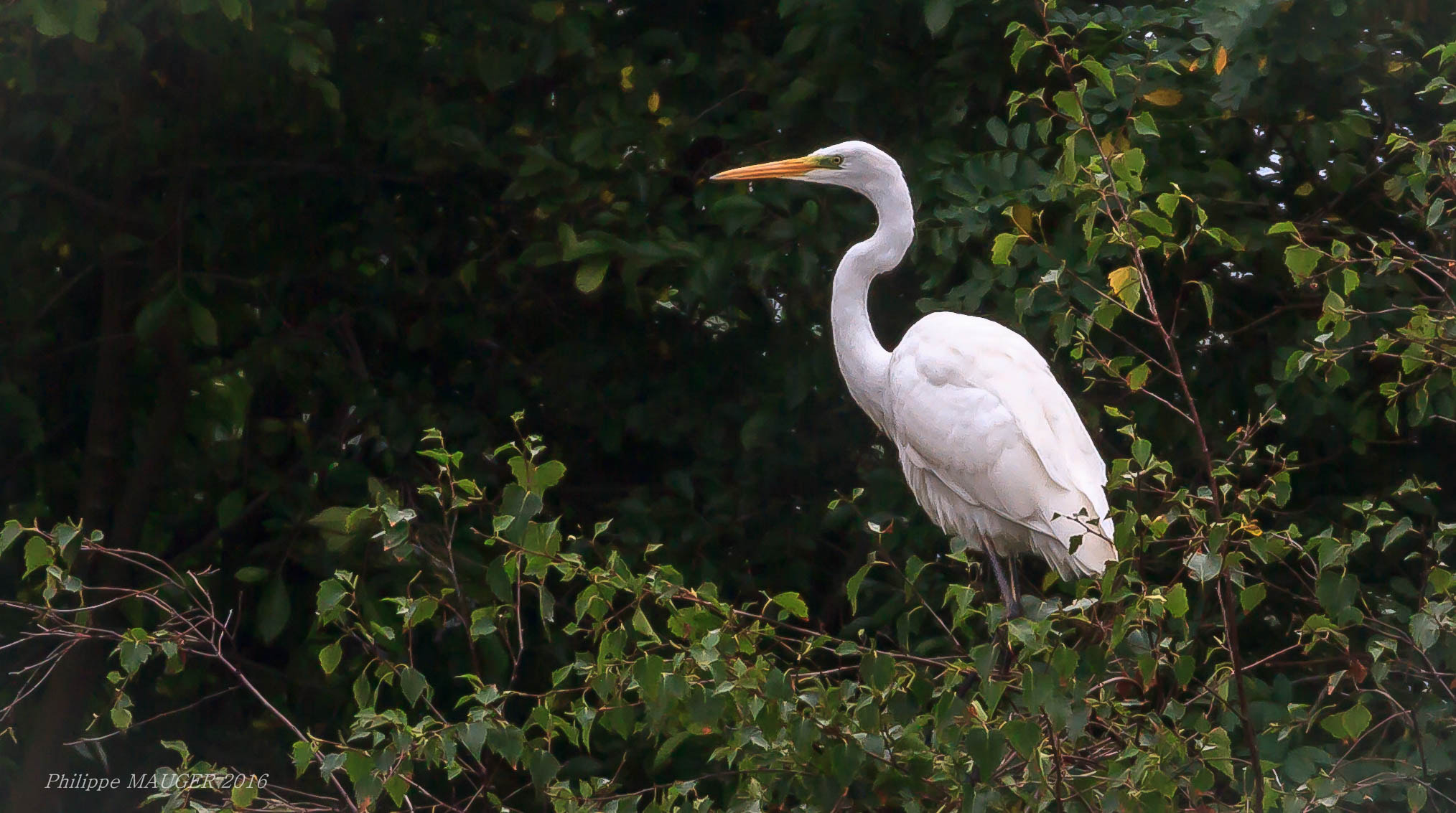 150-600mm F5-6.3 DG OS HSM | Sports 014 sample photo. Grande aigrette photography