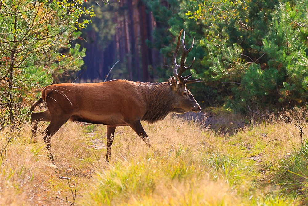 Tamron SP 150-600mm F5-6.3 Di VC USD sample photo. Rothirsch photography