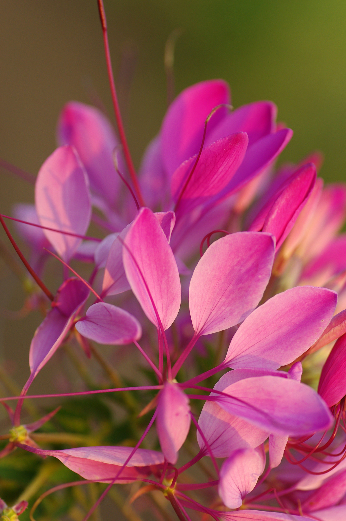 Pentax K200D + Tamron SP AF 90mm F2.8 Di Macro sample photo. Spiderflower photography