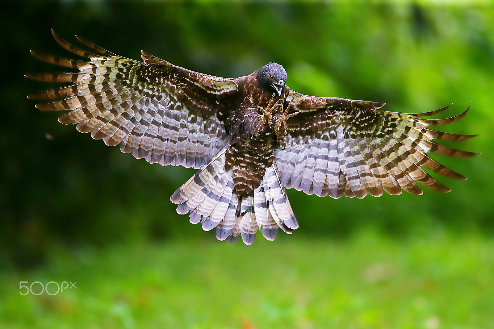 Canon EOS-1D X + Canon EF 400mm F2.8L IS USM sample photo. 蜂鷹 photography