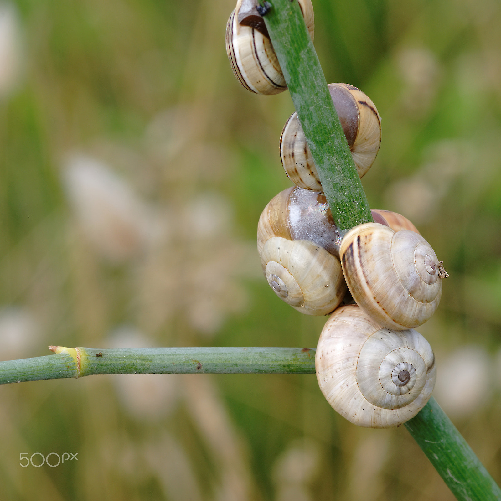 Pentax K10D sample photo. Snails climbing a branch photography