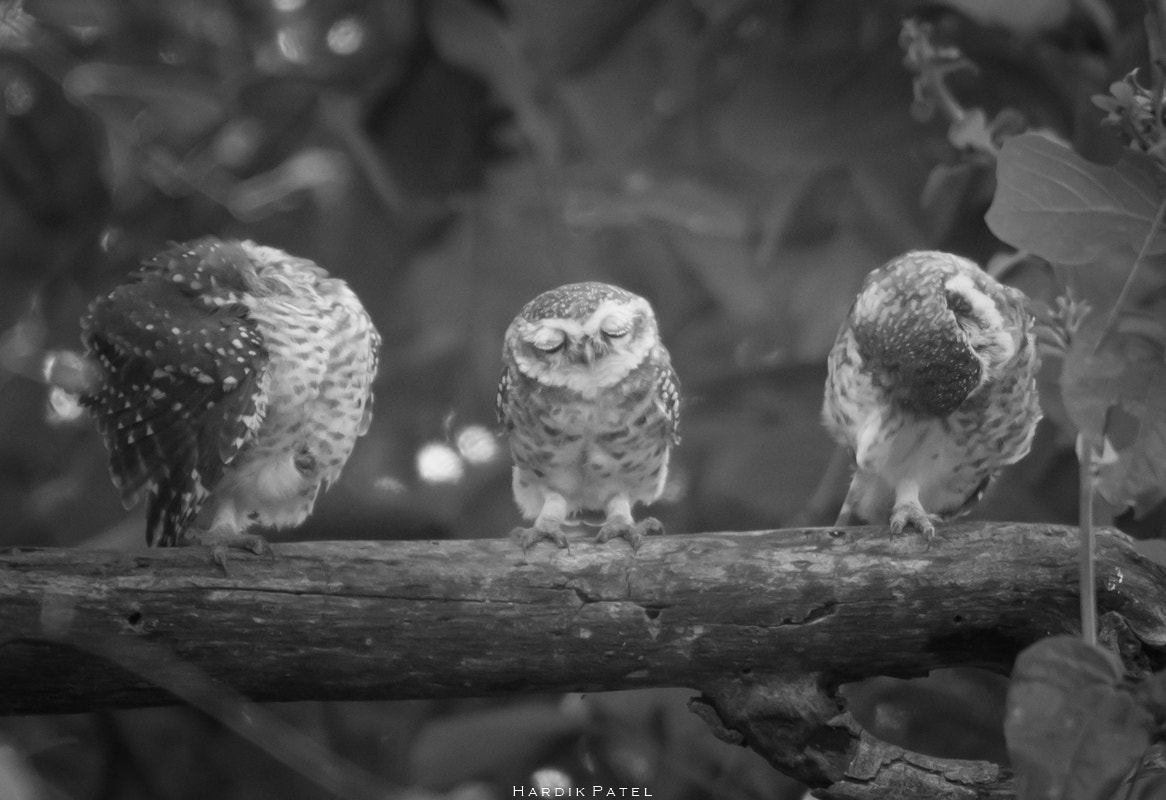 Nikon D5 + Tamron SP 150-600mm F5-6.3 Di VC USD sample photo. Spotted owlet.. photography