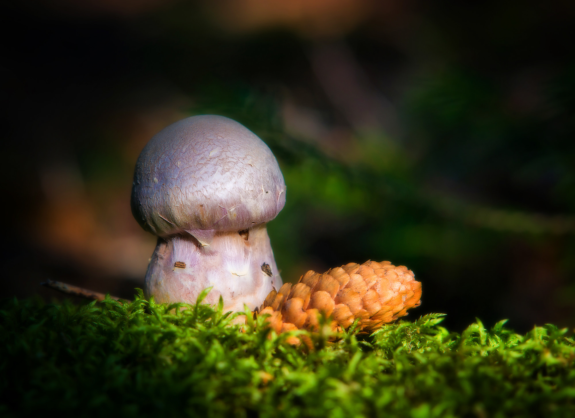 Sony Sonnar T* 135mm F1.8 ZA sample photo. Forest fairy tale. photography