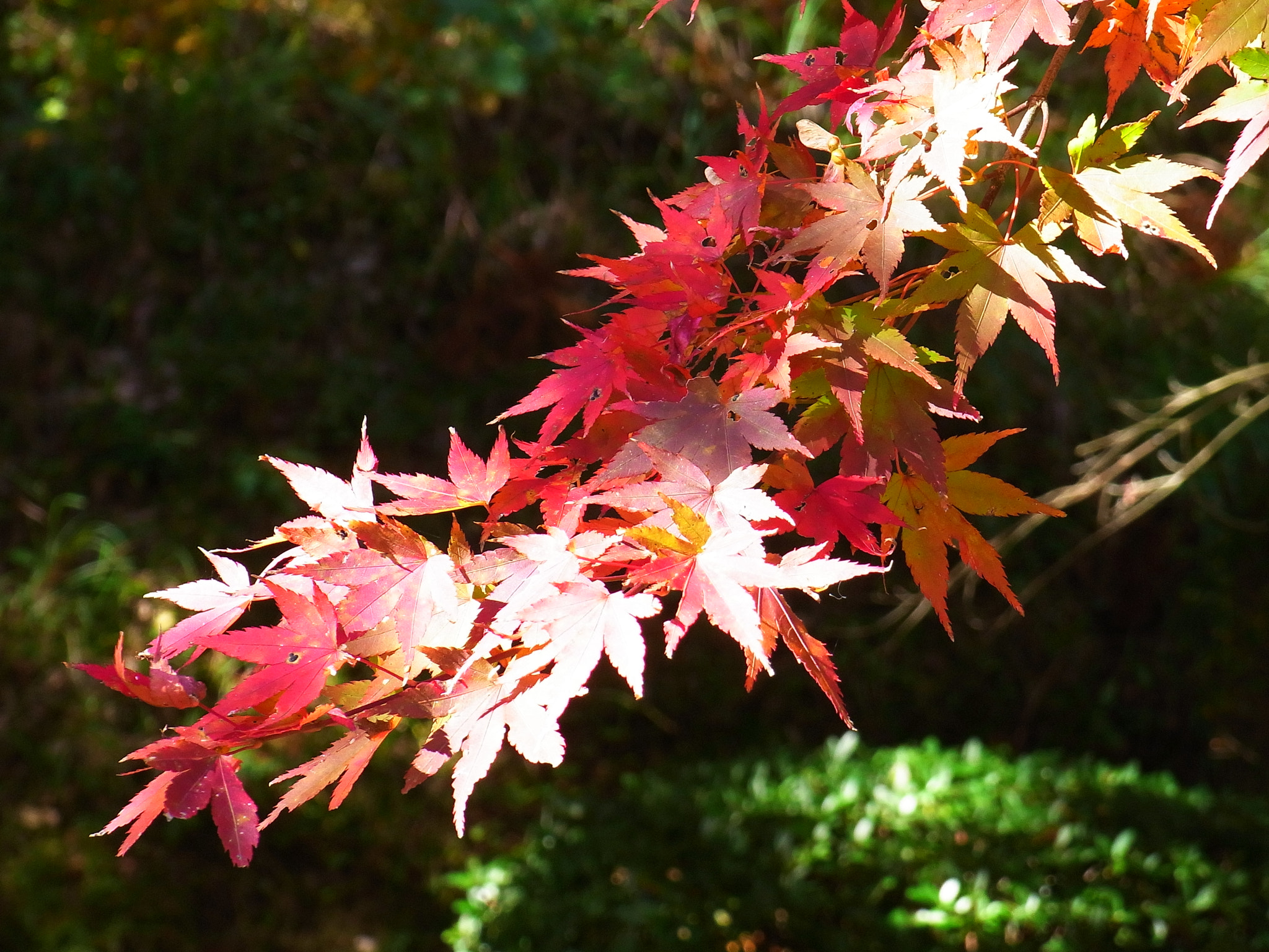 Ricoh CX1 sample photo