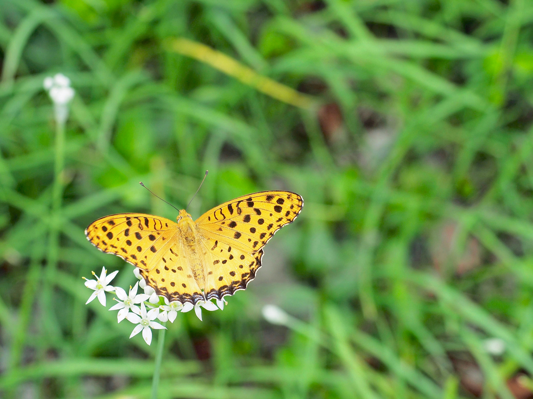 Olympus M.Zuiko Digital ED 12-40mm F2.8 Pro sample photo. Butterfly photography