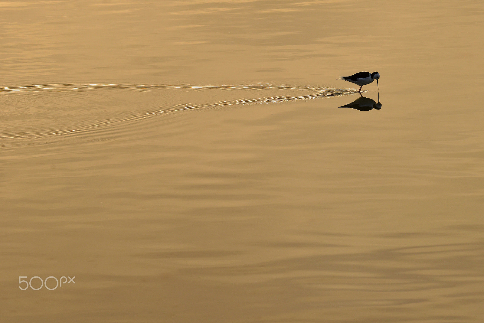 Nikon D810 sample photo. Pied stilt photography