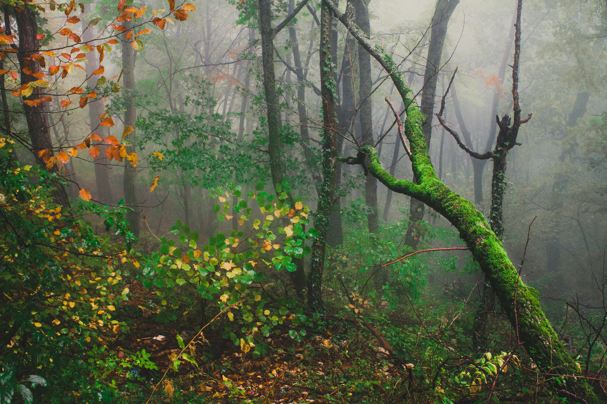 Canon EF-S 18-55mm F3.5-5.6 III sample photo. Foggy forest photography
