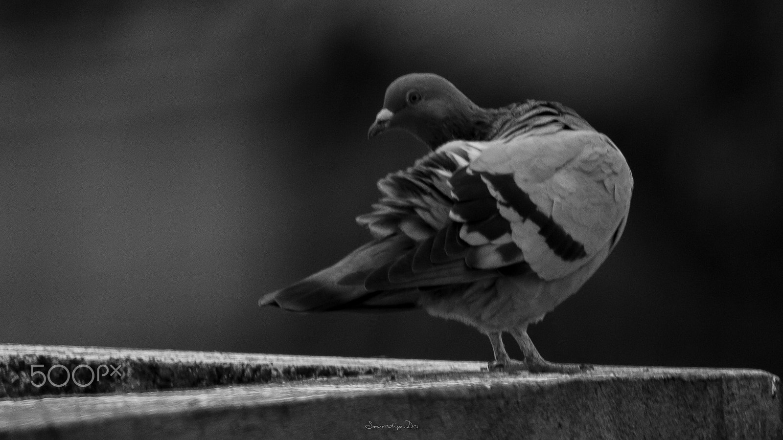 Tamron SP 150-600mm F5-6.3 Di VC USD sample photo. The turn back photography