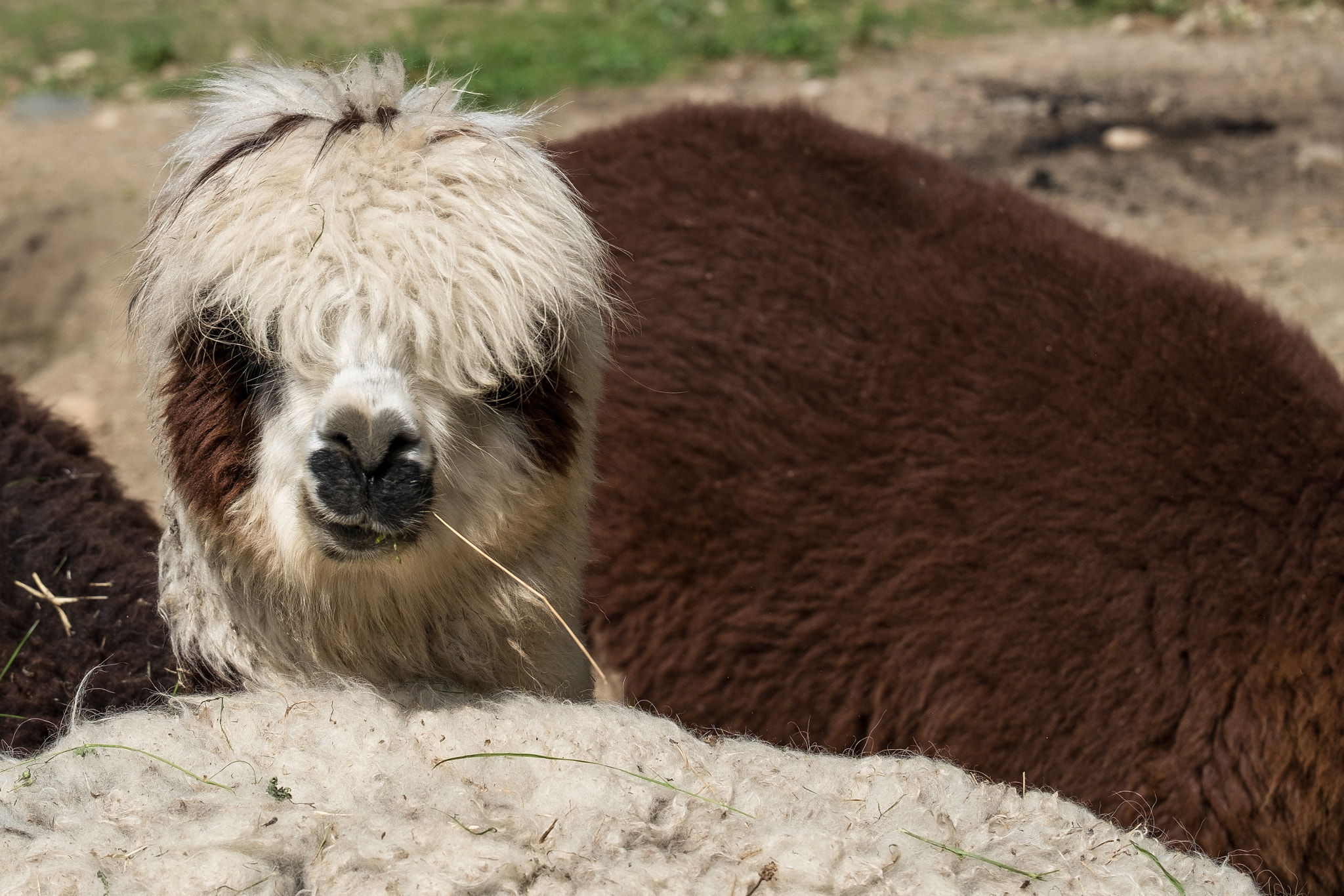 Fujifilm X-E1 + Fujifilm XC 50-230mm F4.5-6.7 OIS sample photo. Alpaca photography
