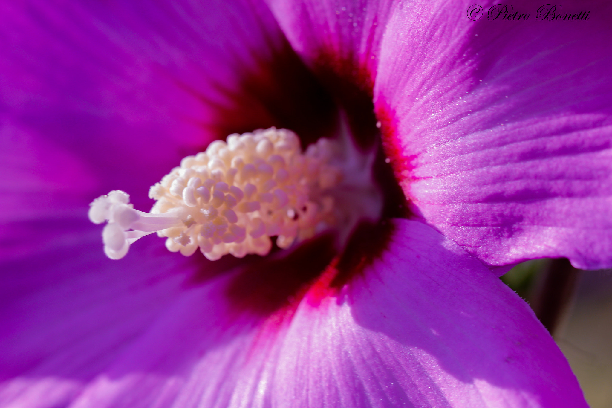 Canon EOS 60D + Canon EF 100mm F2.8L Macro IS USM sample photo. Great core photography
