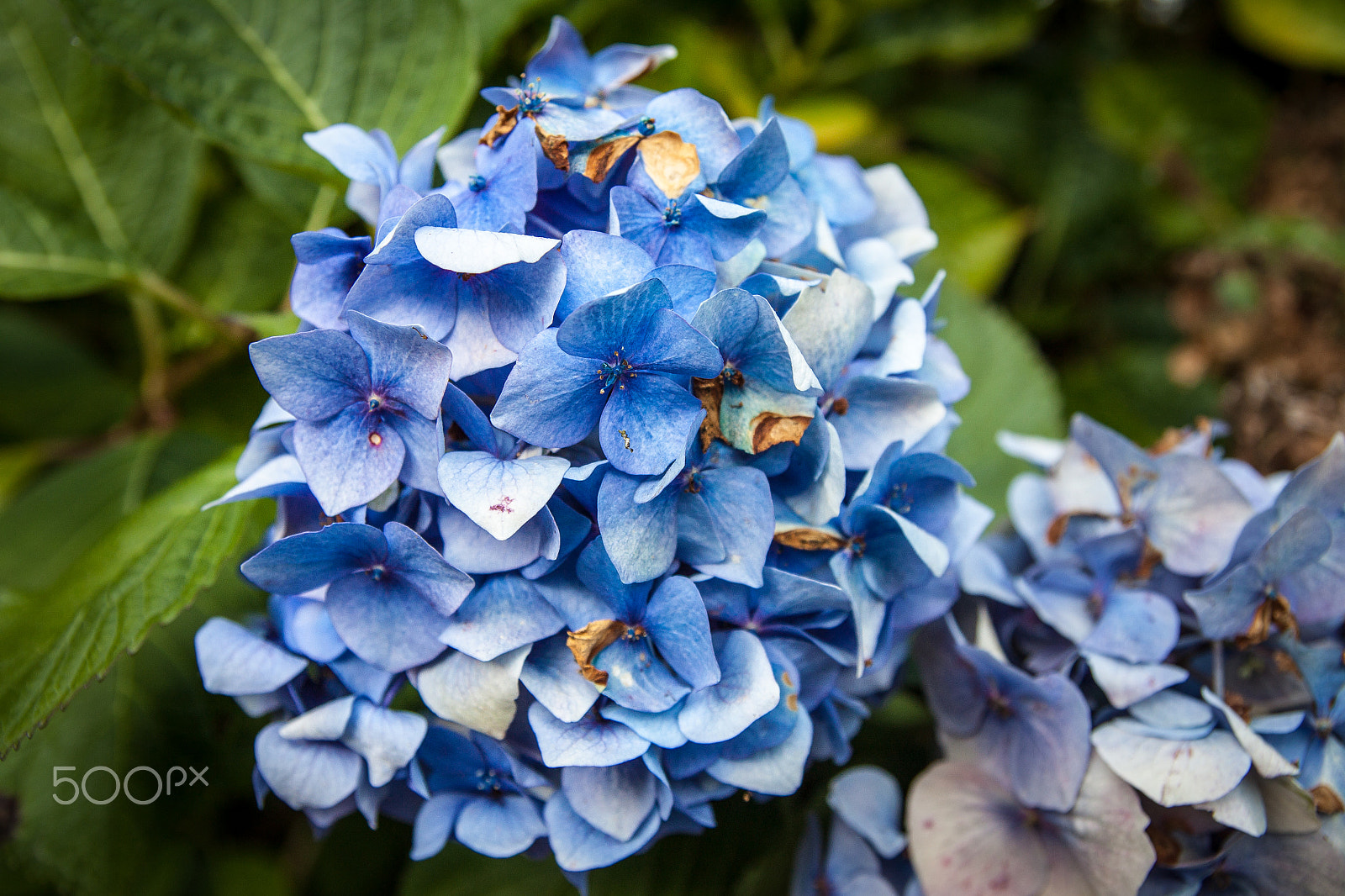 Tamron SP AF 17-50mm F2.8 XR Di II LD Aspherical (IF) sample photo. Hortensia photography