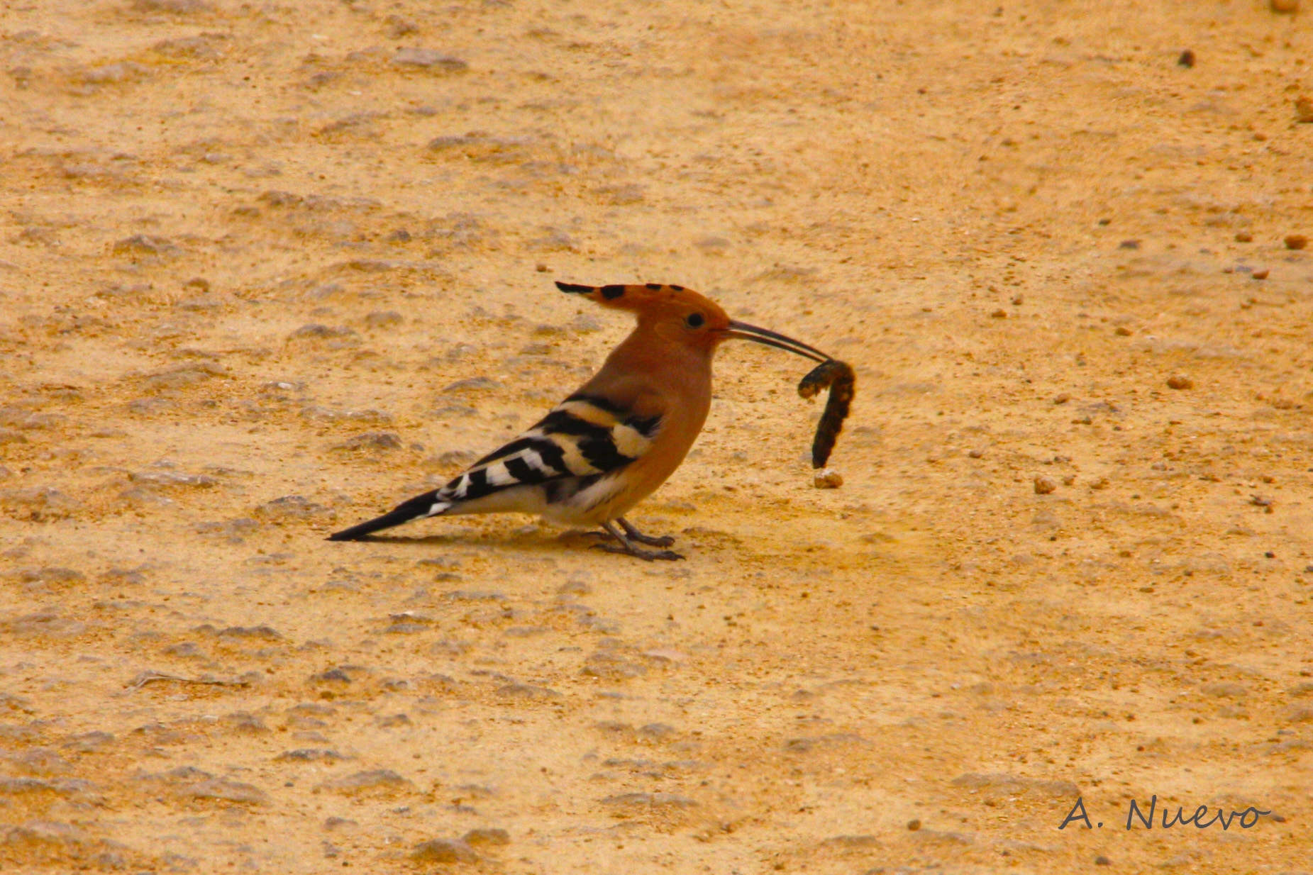 Canon EOS 450D (EOS Rebel XSi / EOS Kiss X2) sample photo. Abubilla photography
