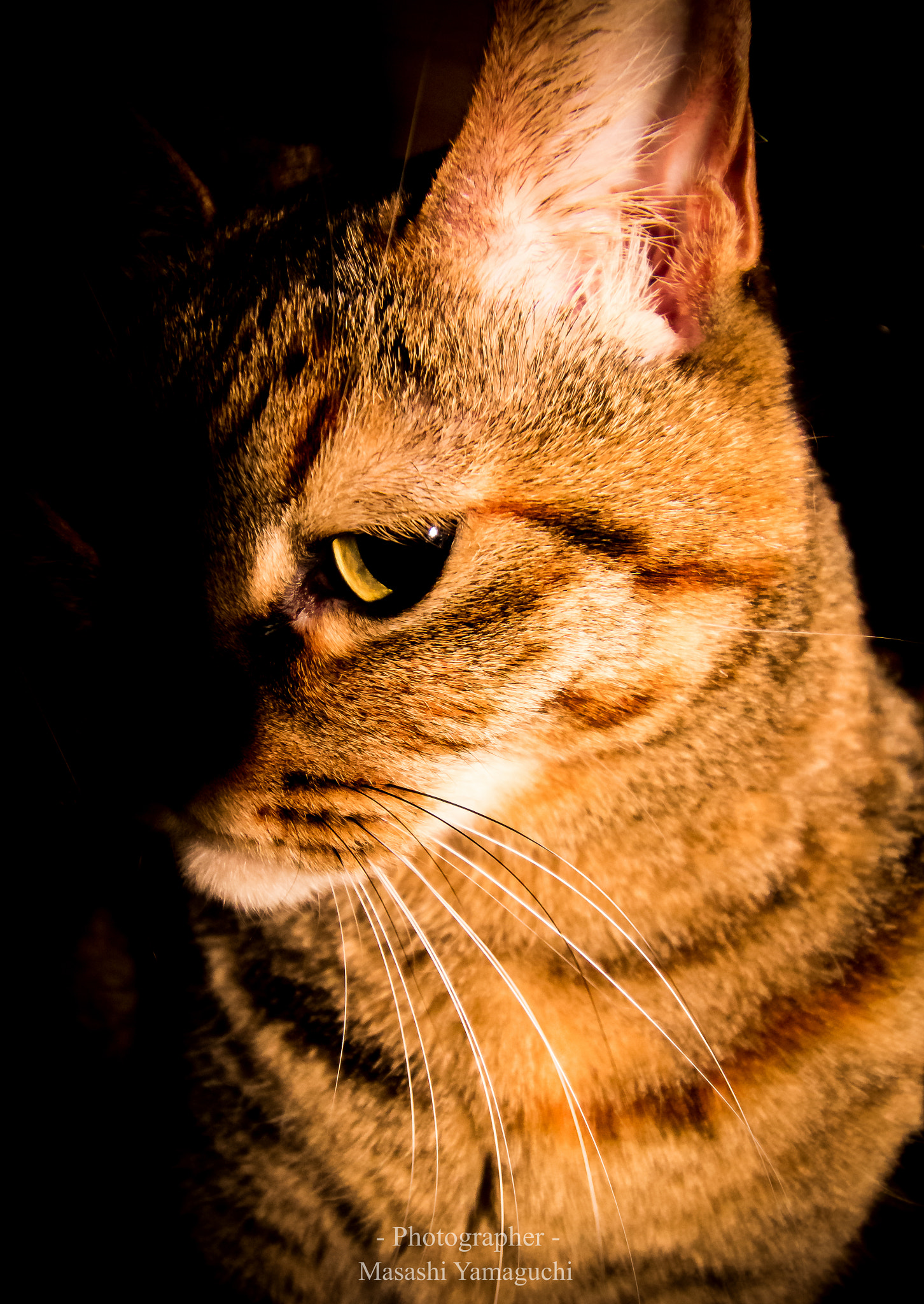 Canon EOS 700D (EOS Rebel T5i / EOS Kiss X7i) sample photo. Very cool photography