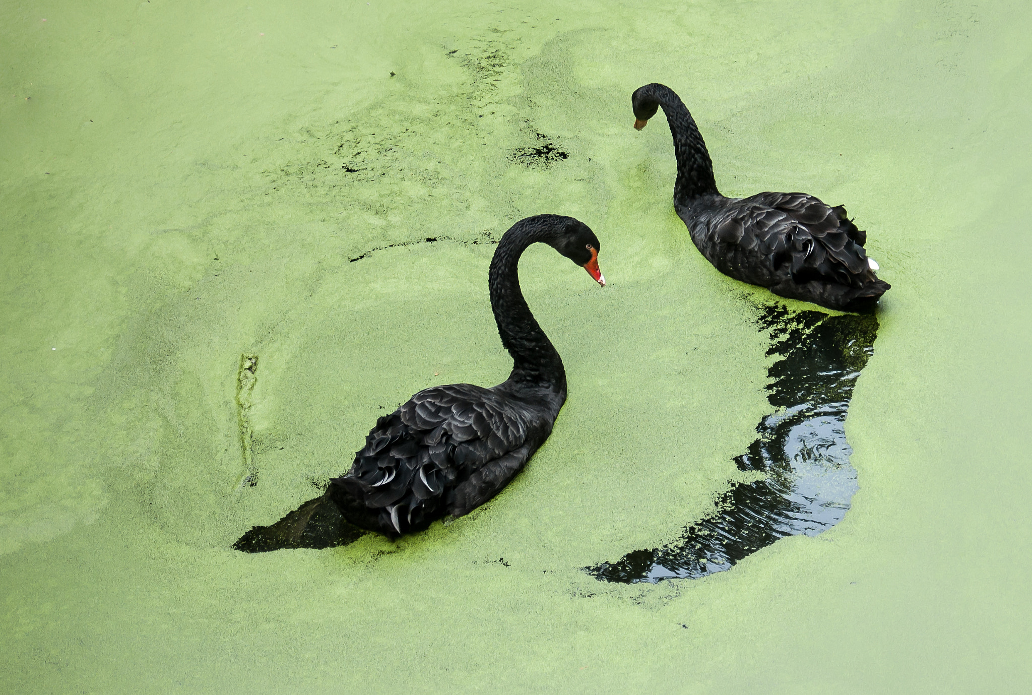 Nikon D70 sample photo. Black swans photography