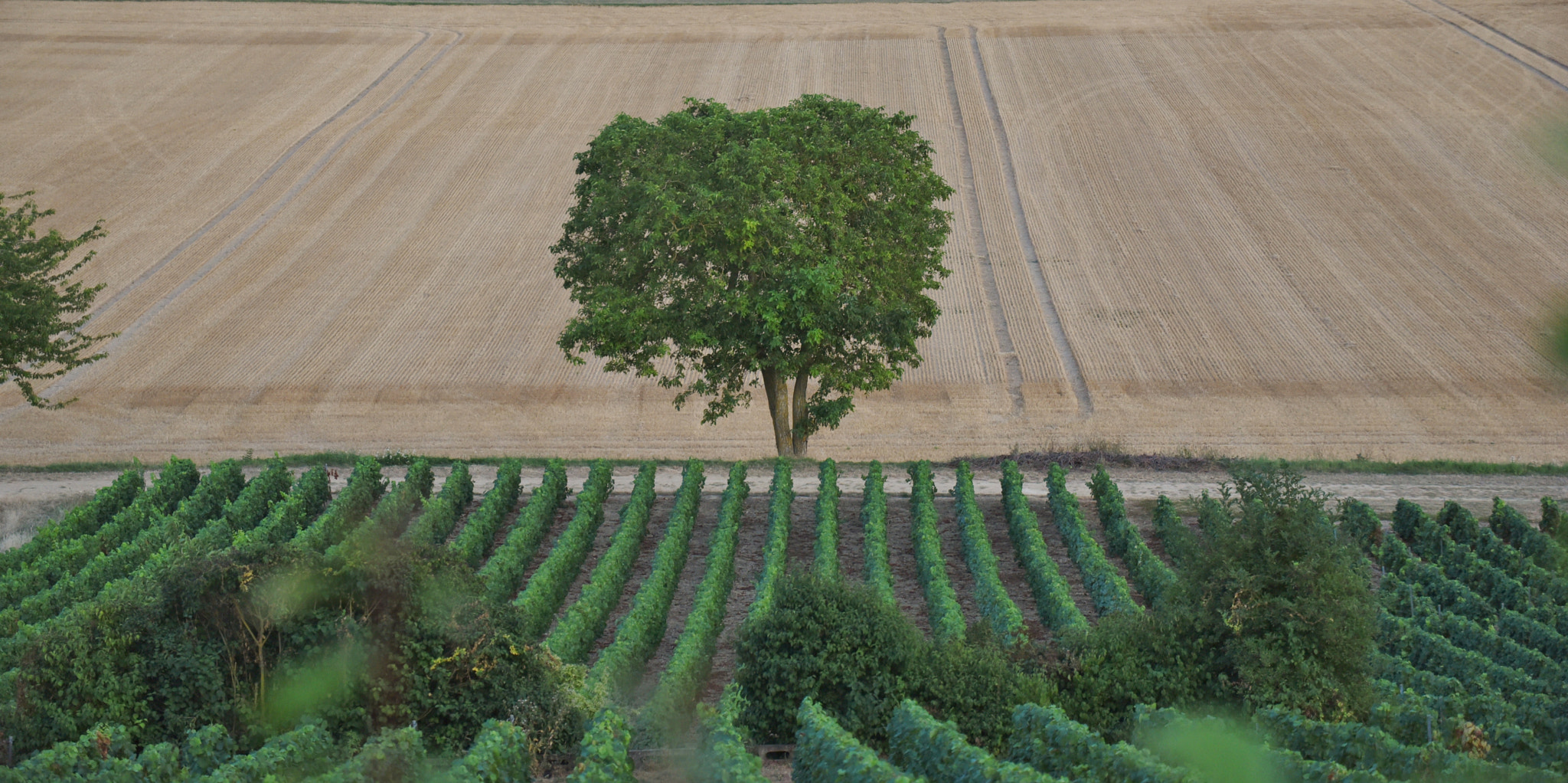 Sigma 50-500mm F4.5-6.3 DG OS HSM sample photo. Laines-aux-bois 2 september 2016 027 photography