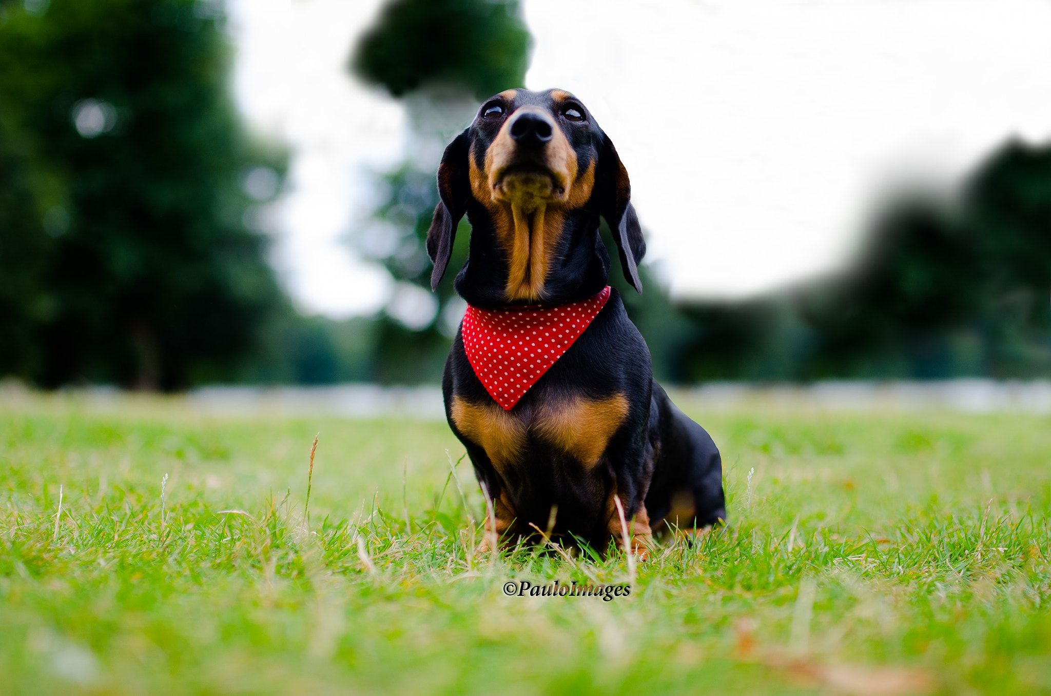 Nikon D7000 + Sigma 35mm F1.4 DG HSM Art sample photo. So tiny and extremely cute, say hello to slinky. photography
