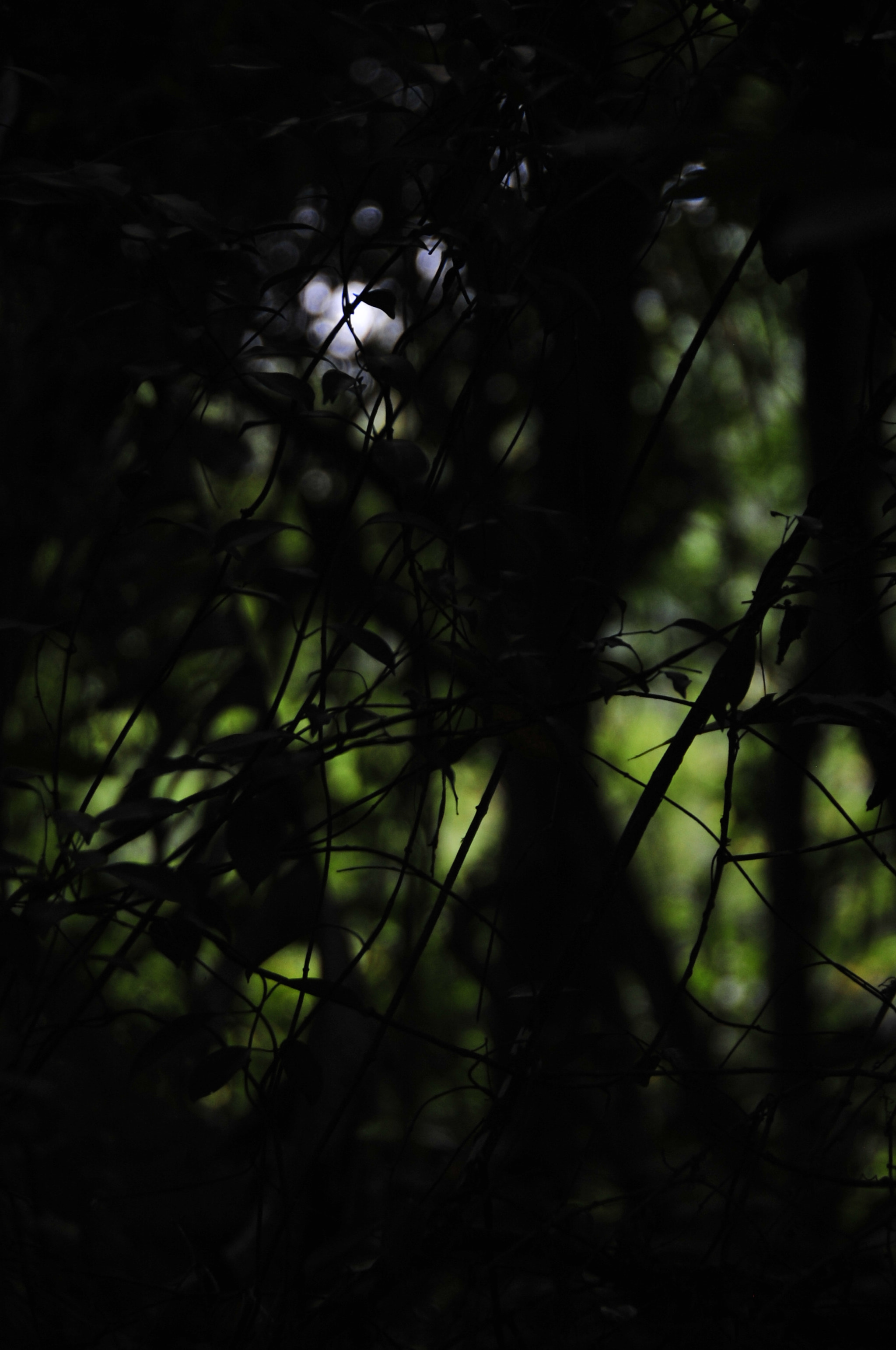 Nikon D3 sample photo. .. photography