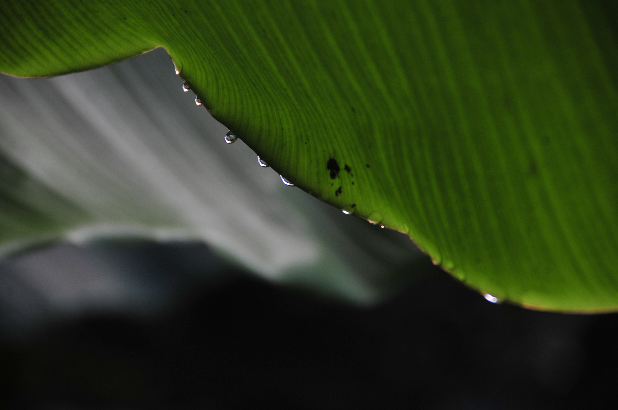 Nikon D3 sample photo. .. photography